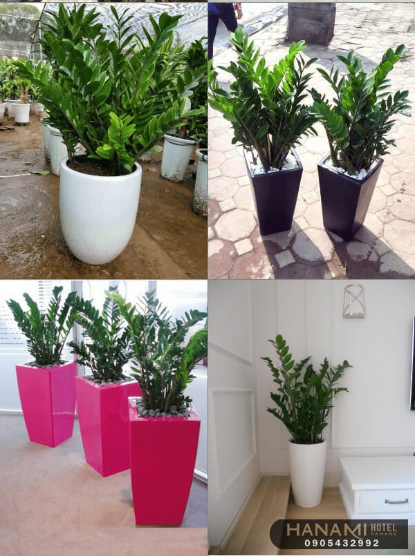 Choáng váng với Top 7 cửa hàng bán cây cảnh để bàn tại Đà Nẵng chất lượng 5 cửa hàng bán cây cảnh để bàn tại Đà Nẵng