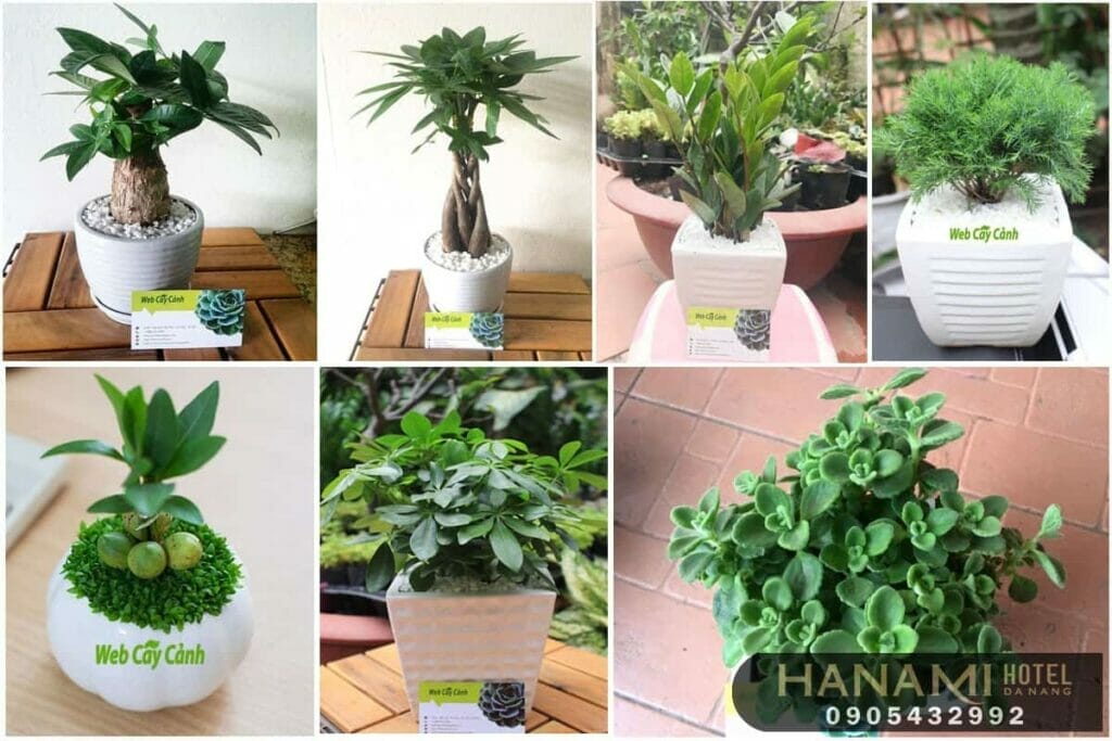 cây mini để bàn tại Đà Nẵng