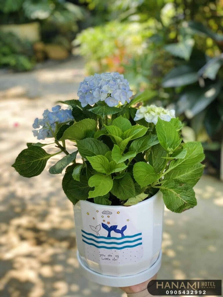 Choáng váng với Top 7 cửa hàng bán cây cảnh để bàn tại Đà Nẵng chất lượng 3 cửa hàng bán cây cảnh để bàn tại Đà Nẵng