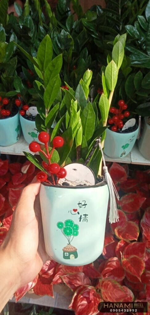 Choáng váng với Top 7 cửa hàng bán cây cảnh để bàn tại Đà Nẵng chất lượng 4 cửa hàng bán cây cảnh để bàn tại Đà Nẵng