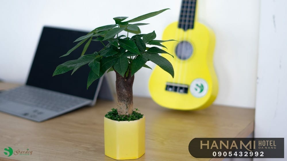 cây mini để bàn tại Đà Nẵng