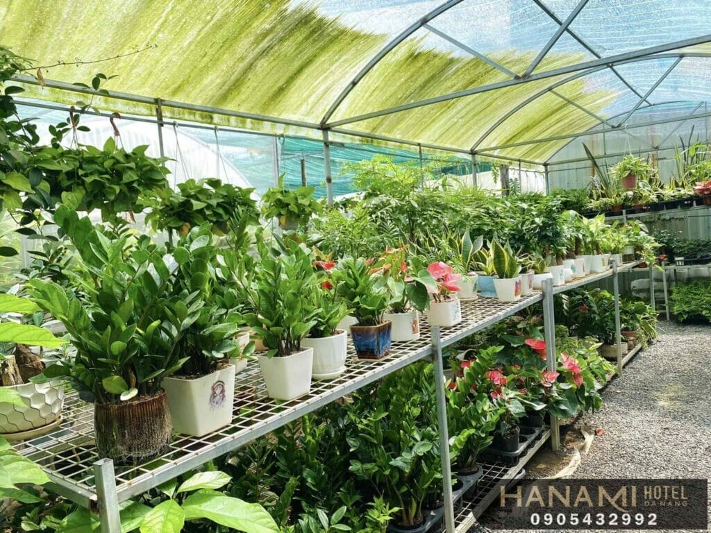 cây mini để bàn tại Đà Nẵng