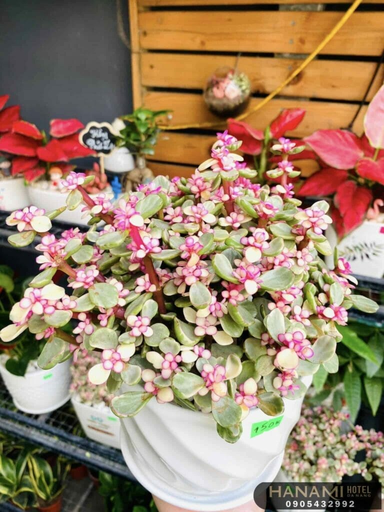 Choáng váng với Top 7 cửa hàng bán cây cảnh để bàn tại Đà Nẵng chất lượng 6 cửa hàng bán cây cảnh để bàn tại Đà Nẵng
