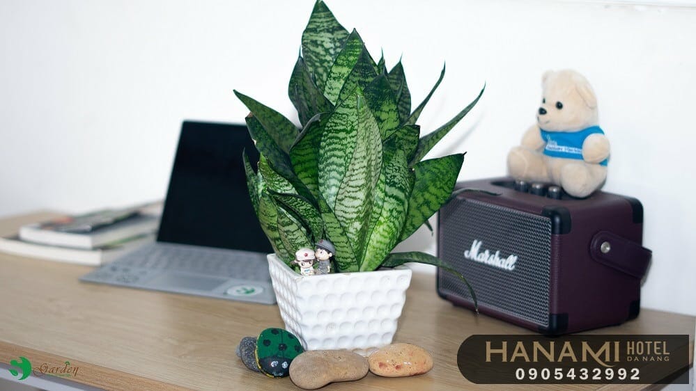 cây mini để bàn tại Đà Nẵng