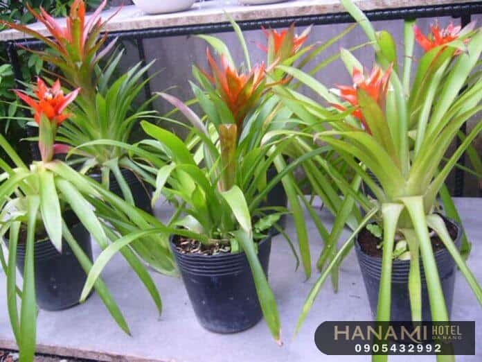 cây mini để bàn tại Đà Nẵng