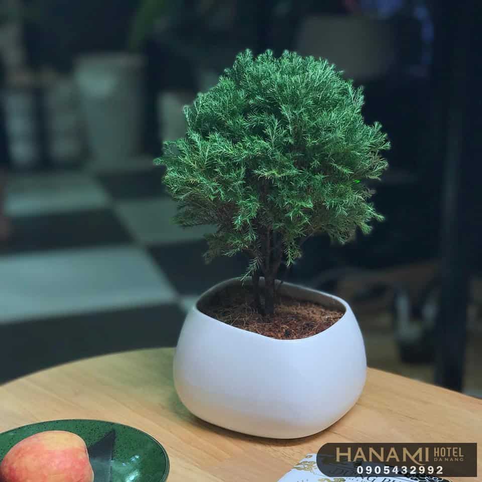 cây mini để bàn tại Đà Nẵng