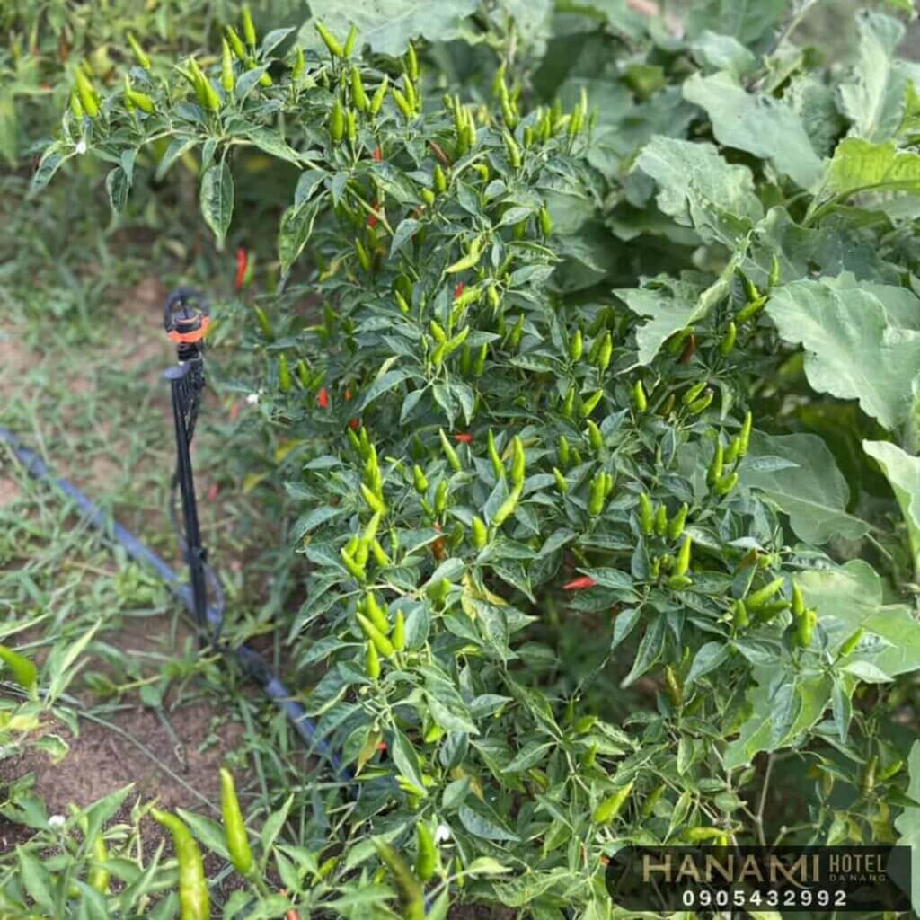 Review tất tần tật về An Phú Farm - Người bạn đồng hành của mọi nhà 2 An Phú Farm