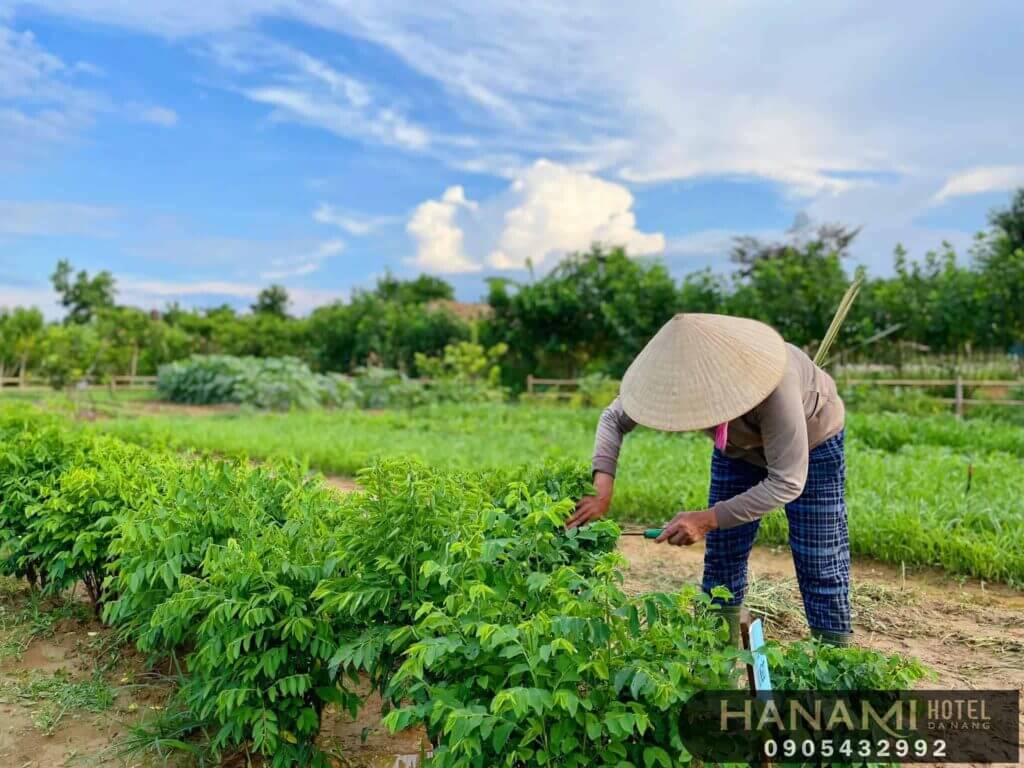 Review tất tần tật về An Phú Farm - Người bạn đồng hành của mọi nhà 11 An Phú Farm