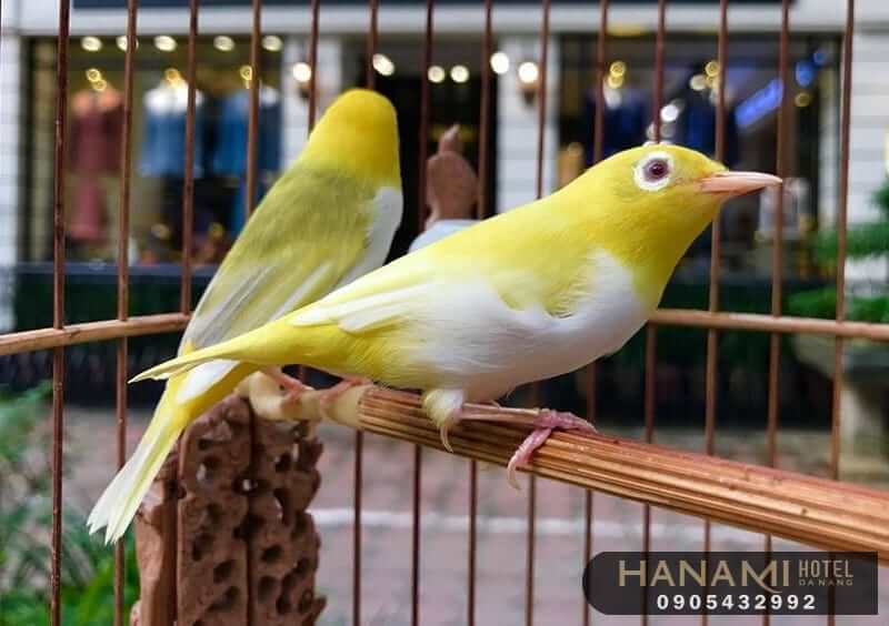 tiệm chim cảnh Đà Nẵng 