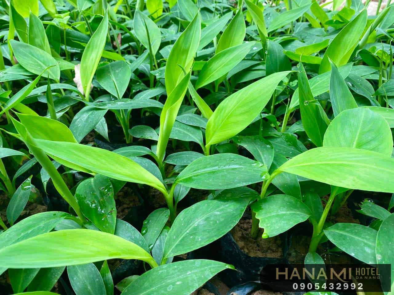 Top 5 địa chỉ bán cây giống Đà Nẵng uy tín 1 cây giống Đà Nẵng