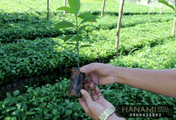 cây giống Đà Nẵng