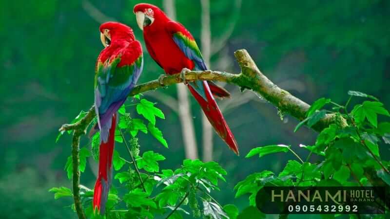 tiệm chim cảnh Đà Nẵng 