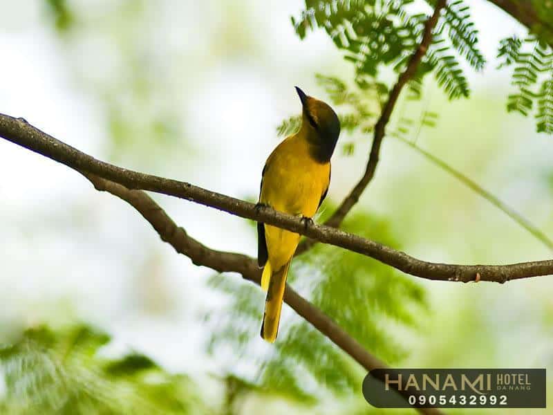 tiệm chim cảnh Đà Nẵng 