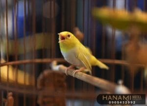 tiệm chim cảnh Đà Nẵng 