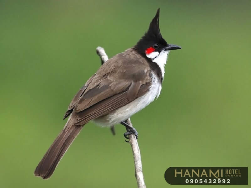 tiệm chim cảnh Đà Nẵng 