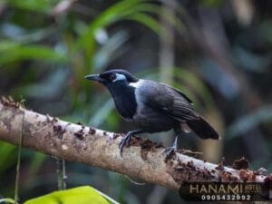 tiệm chim cảnh gần đây 