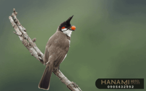 tiệm chim cảnh Đà Nẵng 