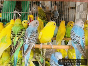 tiệm chim cảnh Đà Nẵng 