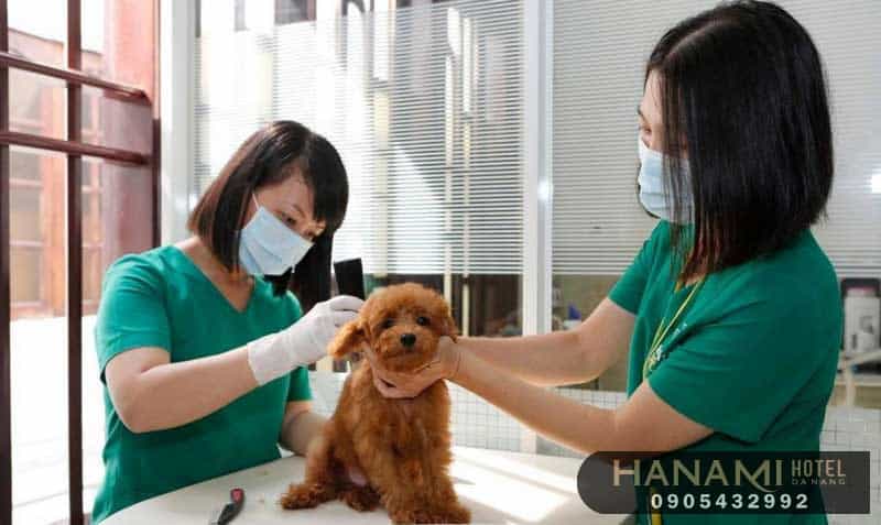 Tiêu chí lựa chọn phòng khám thú y Đà Nẵng uy tín và chất lượng nhất 3 Tiêu chí lựa chọn phòng khám thú y Đà Nẵng