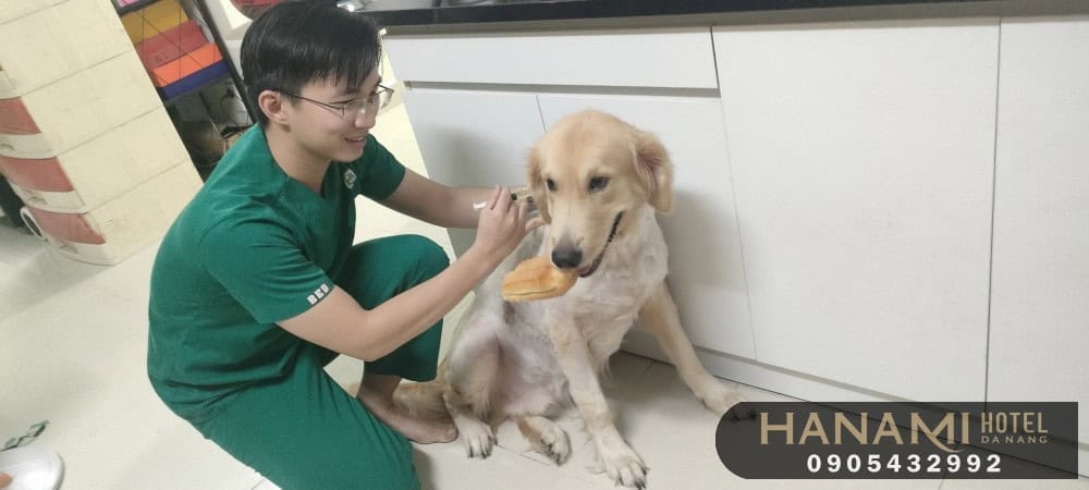 Tiêu chí lựa chọn phòng khám thú y Đà Nẵng uy tín và chất lượng nhất 8 Tiêu chí lựa chọn phòng khám thú y Đà Nẵng