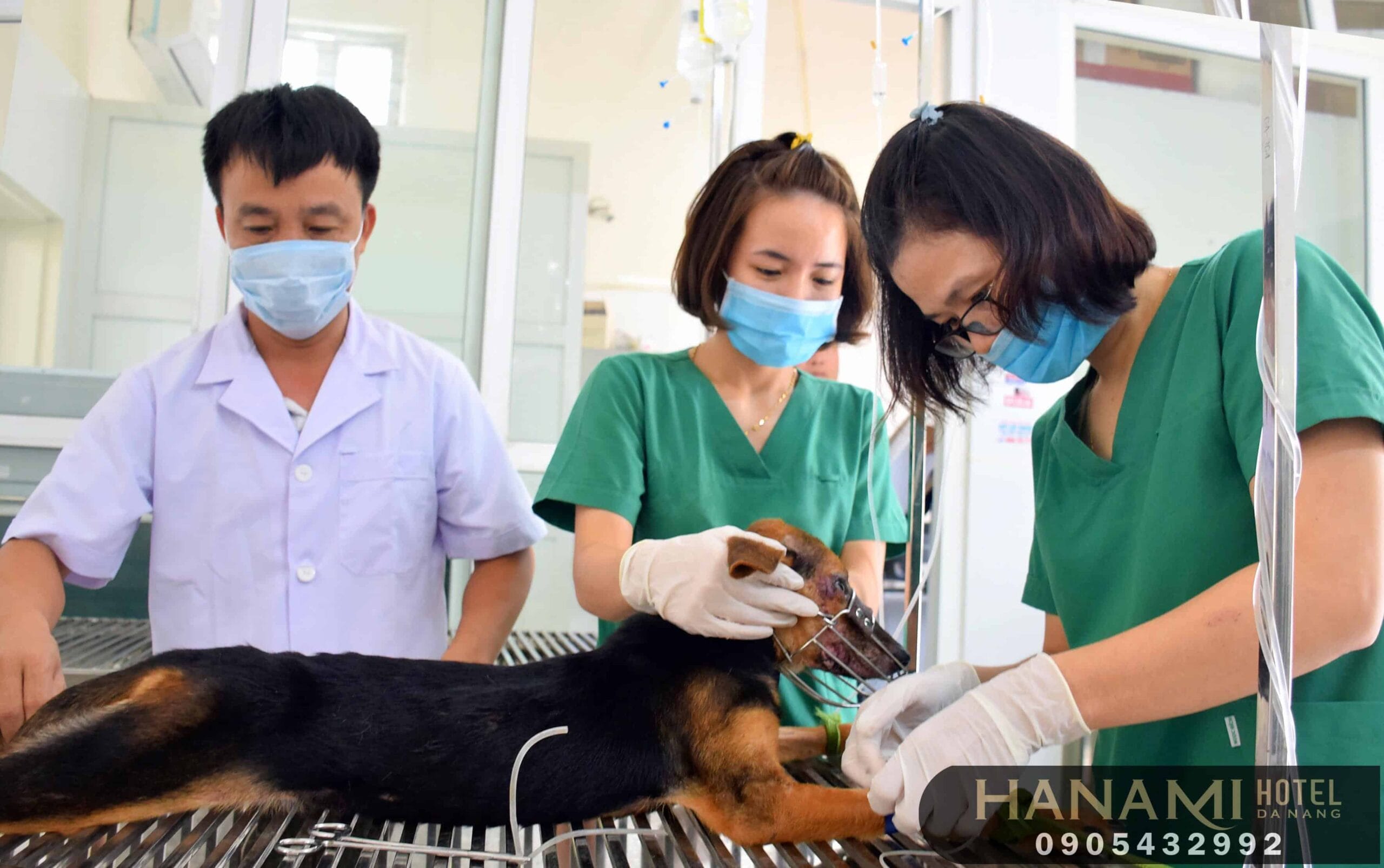 Tiêu chí lựa chọn phòng khám thú y Đà Nẵng uy tín và chất lượng nhất 4 Tiêu chí lựa chọn phòng khám thú y Đà Nẵng