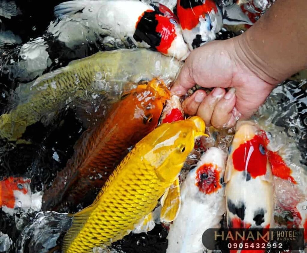 10 địa chỉ mua cá Koi F1 tại Đà Nẵng 8 ca koi 1 1
