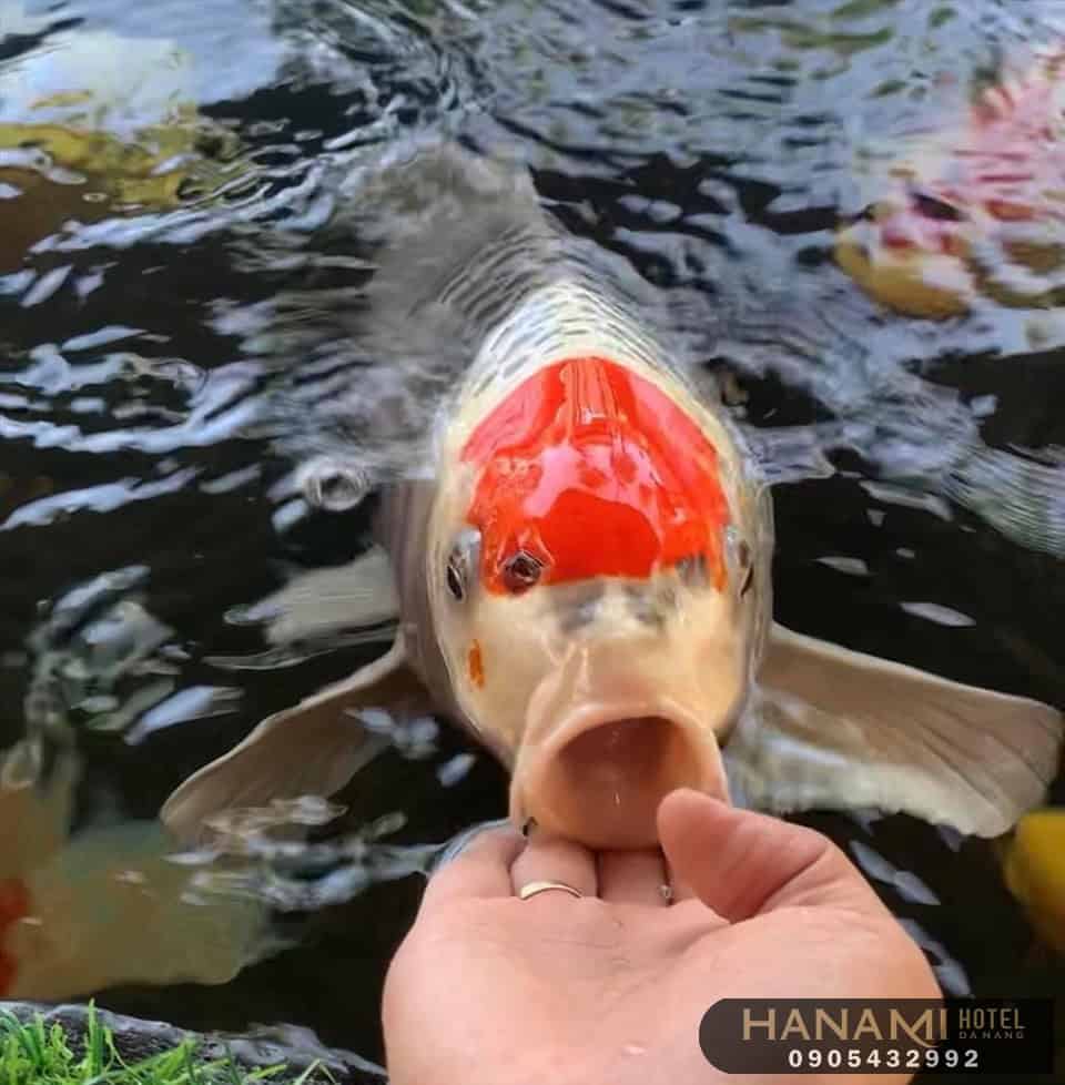 Những thông tin về cá Koi mà bạn nên biết 2 ca koi 1