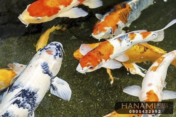 Những thông tin về cá Koi mà bạn nên biết 4 ca koi 3 1