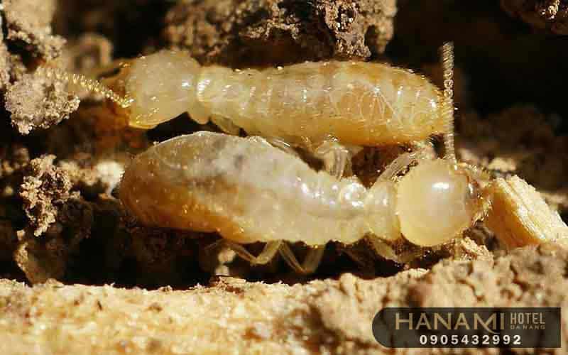 cong ty diet moi 1 1