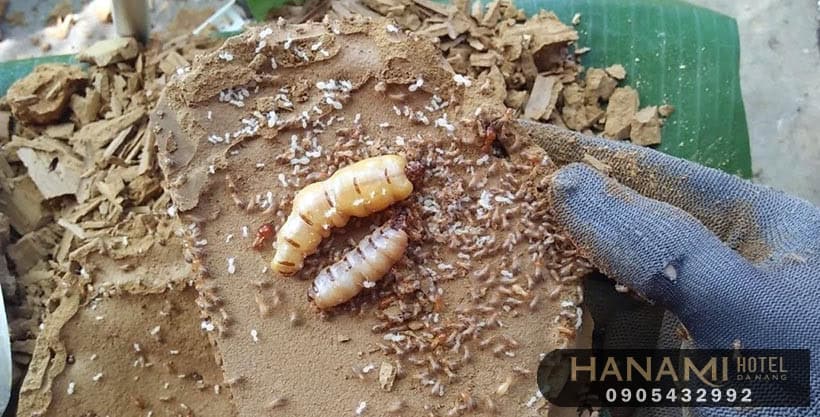 cong ty diet moi 2 1