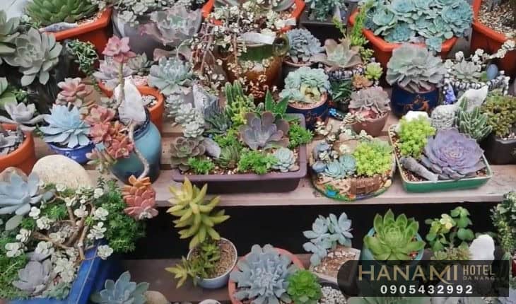 10 địa chỉ bán sen đá Đà Nẵng đẹp, chất lượng nhất 6 địa chỉ bán sen đá Đà Nẵng