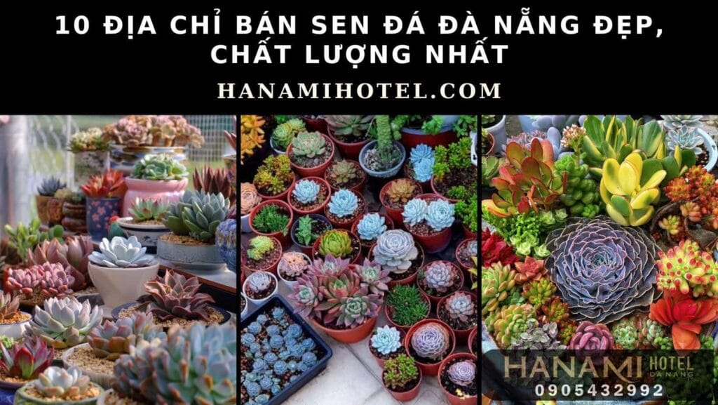 địa chỉ bán sen đá Đà Nẵng