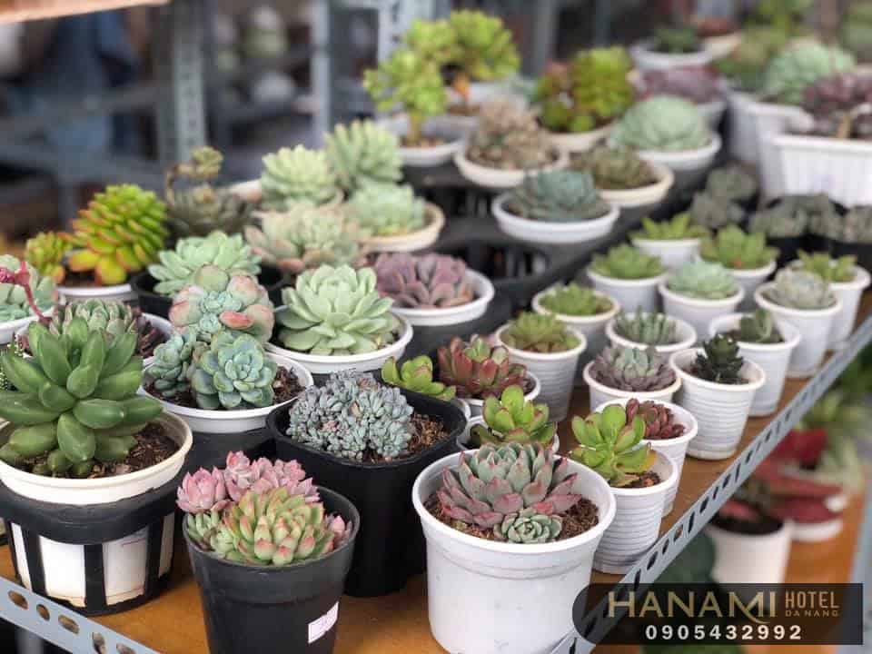 10 địa chỉ bán sen đá Đà Nẵng đẹp, chất lượng nhất 1 địa chỉ bán sen đá Đà Nẵng