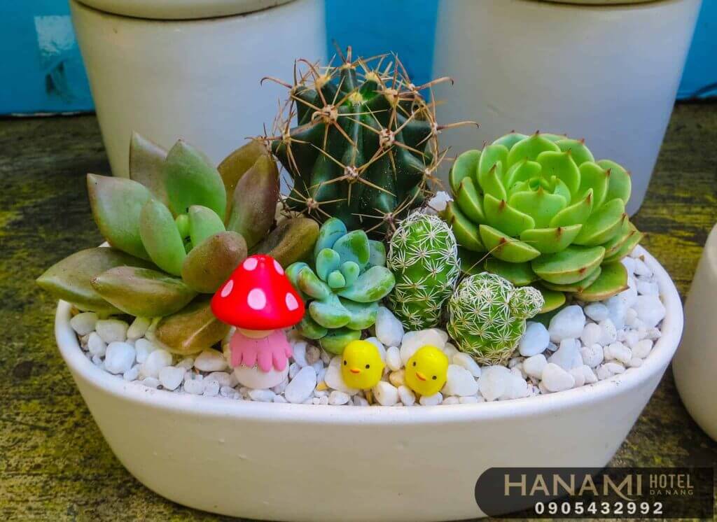 10 địa chỉ bán sen đá Đà Nẵng đẹp, chất lượng nhất 4 địa chỉ bán sen đá Đà Nẵng