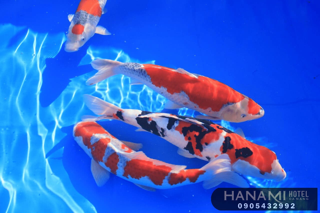 Những thông tin về cá Koi mà bạn nên biết 1 Những thông tin về cá Koi mà bạn nên biết