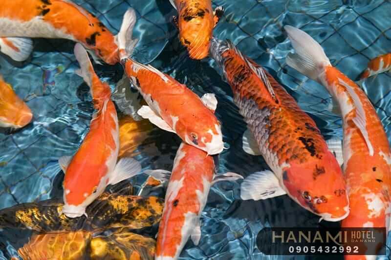 10 địa chỉ mua cá Koi F1 tại Đà Nẵng 10 địa chỉ mua cá Koi F1 tại Đà Nẵng