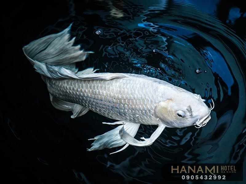 10 địa chỉ mua cá Koi F1 tại Đà Nẵng 11 địa chỉ mua cá Koi F1 tại Đà Nẵng