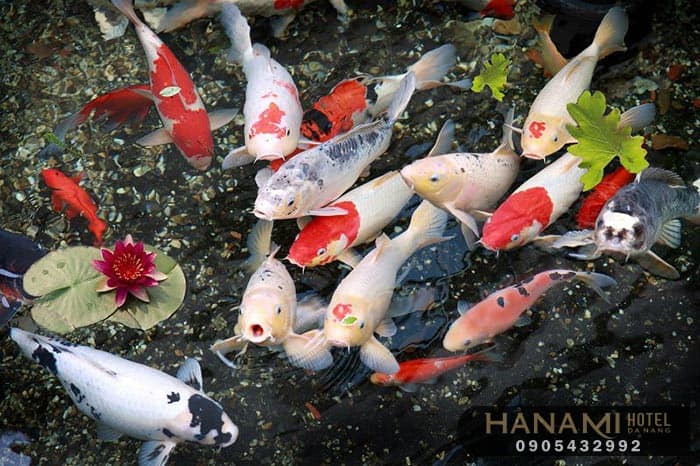 10 địa chỉ mua cá Koi F1 tại Đà Nẵng 1 Địa chỉ mua cá Koi F1 tại Đà Nẵng