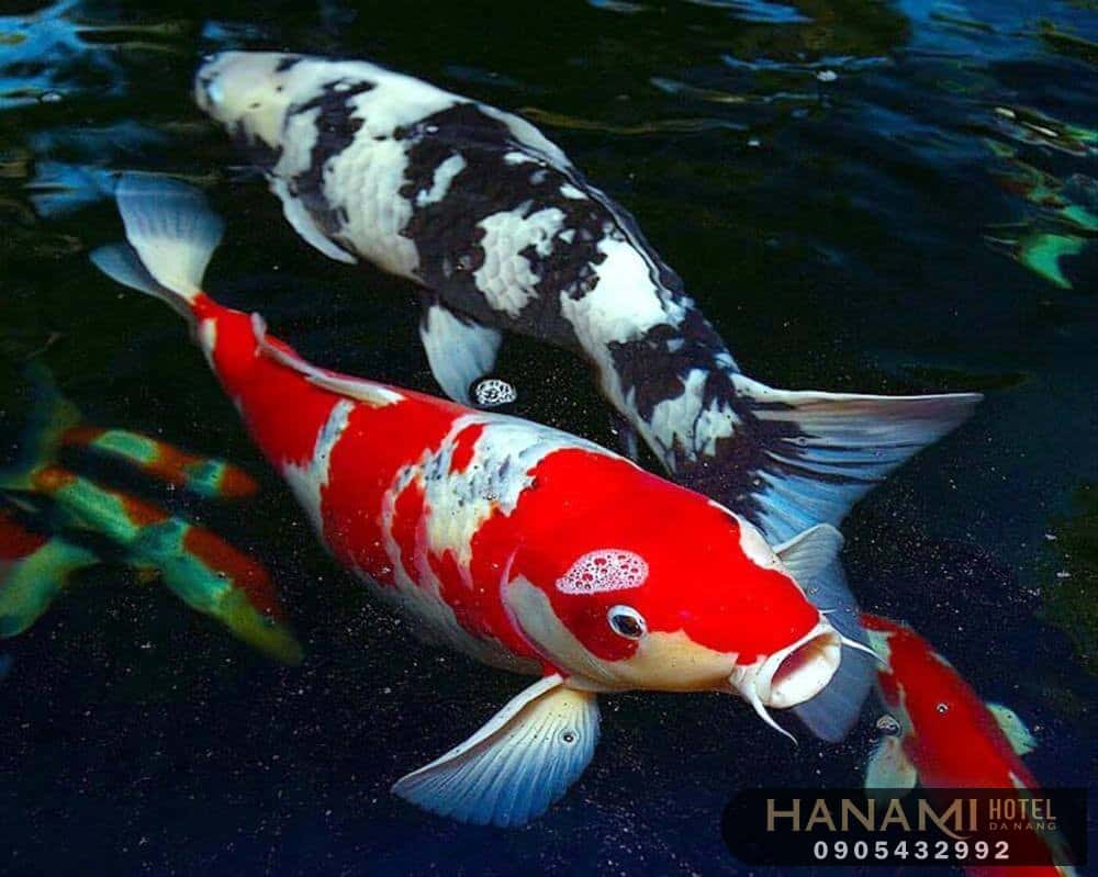 10 địa chỉ mua cá Koi F1 tại Đà Nẵng 3 Địa chỉ mua cá Koi F1 tại Đà Nẵng