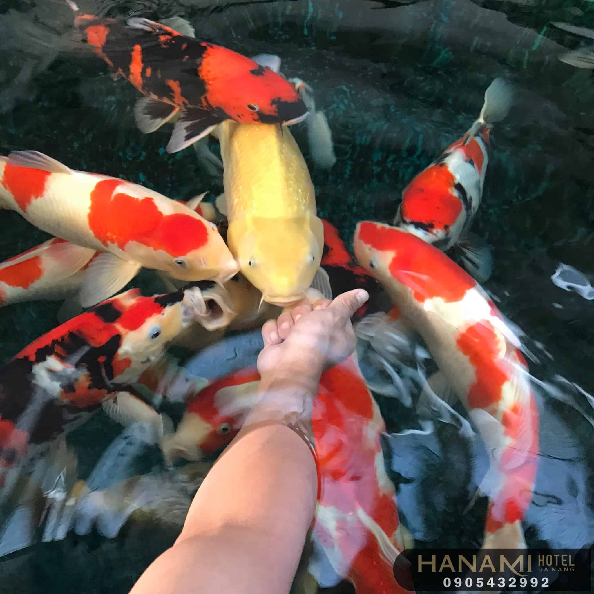 10 địa chỉ mua cá Koi F1 tại Đà Nẵng 4 Địa chỉ mua cá Koi F1 tại Đà Nẵng