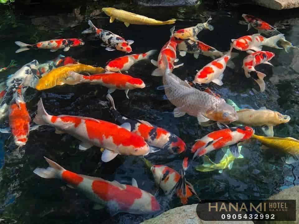 10 địa chỉ mua cá Koi F1 tại Đà Nẵng 6 Địa chỉ mua cá Koi F1 tại Đà Nẵng