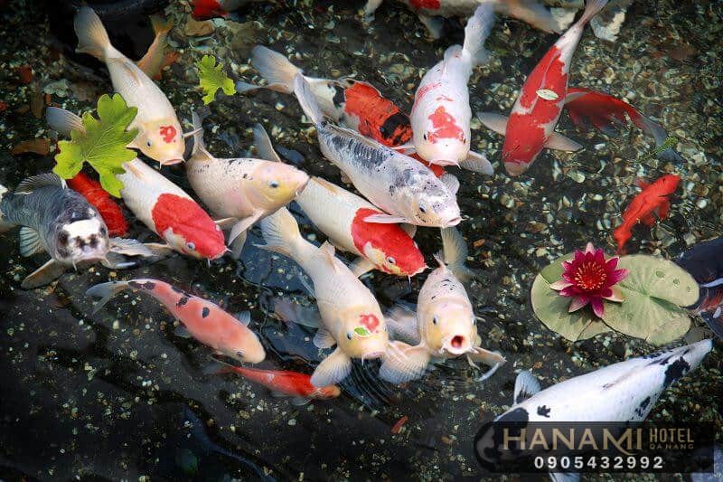 10 địa chỉ mua cá Koi F1 tại Đà Nẵng 7 địa chỉ mua cá Koi F1 tại Đà Nẵng