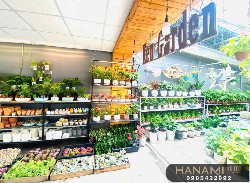 10 địa chỉ bán sen đá Đà Nẵng đẹp, chất lượng nhất 9 địa chỉ bán sen đá Đà Nẵng