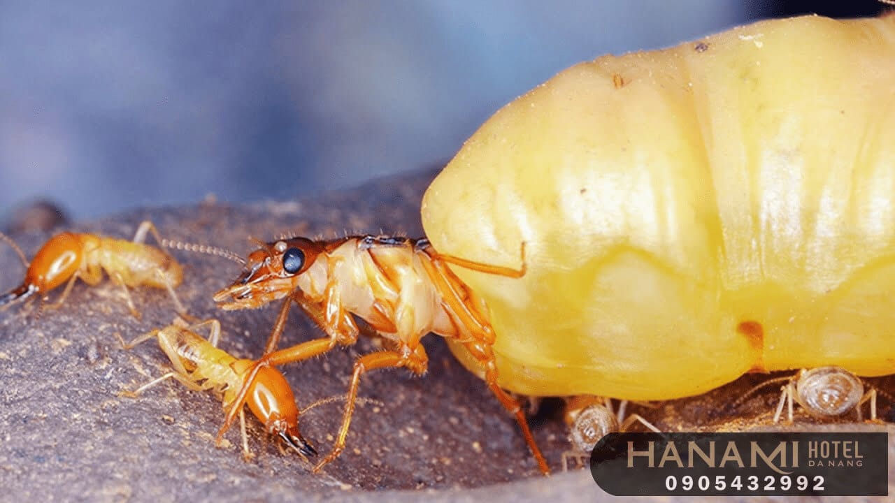 Công ty diệt công trùng, diệt mối tại Đà Nẵng