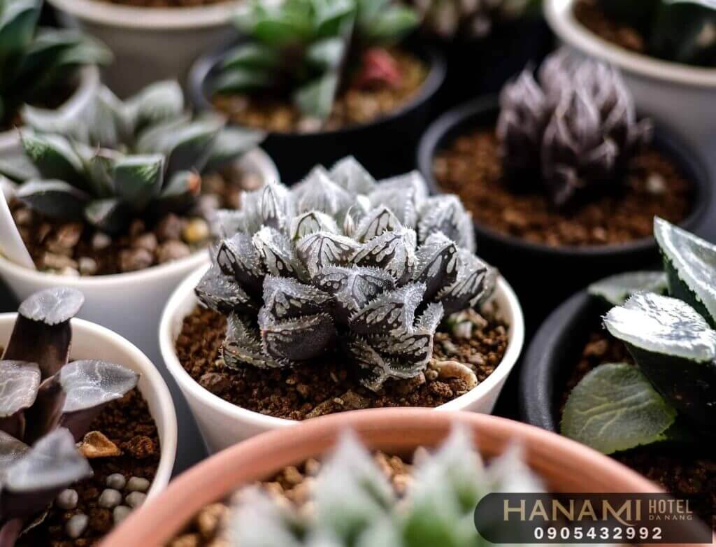 10 địa chỉ bán sen đá Đà Nẵng đẹp, chất lượng nhất 2 địa chỉ bán sen đá Đà Nẵng