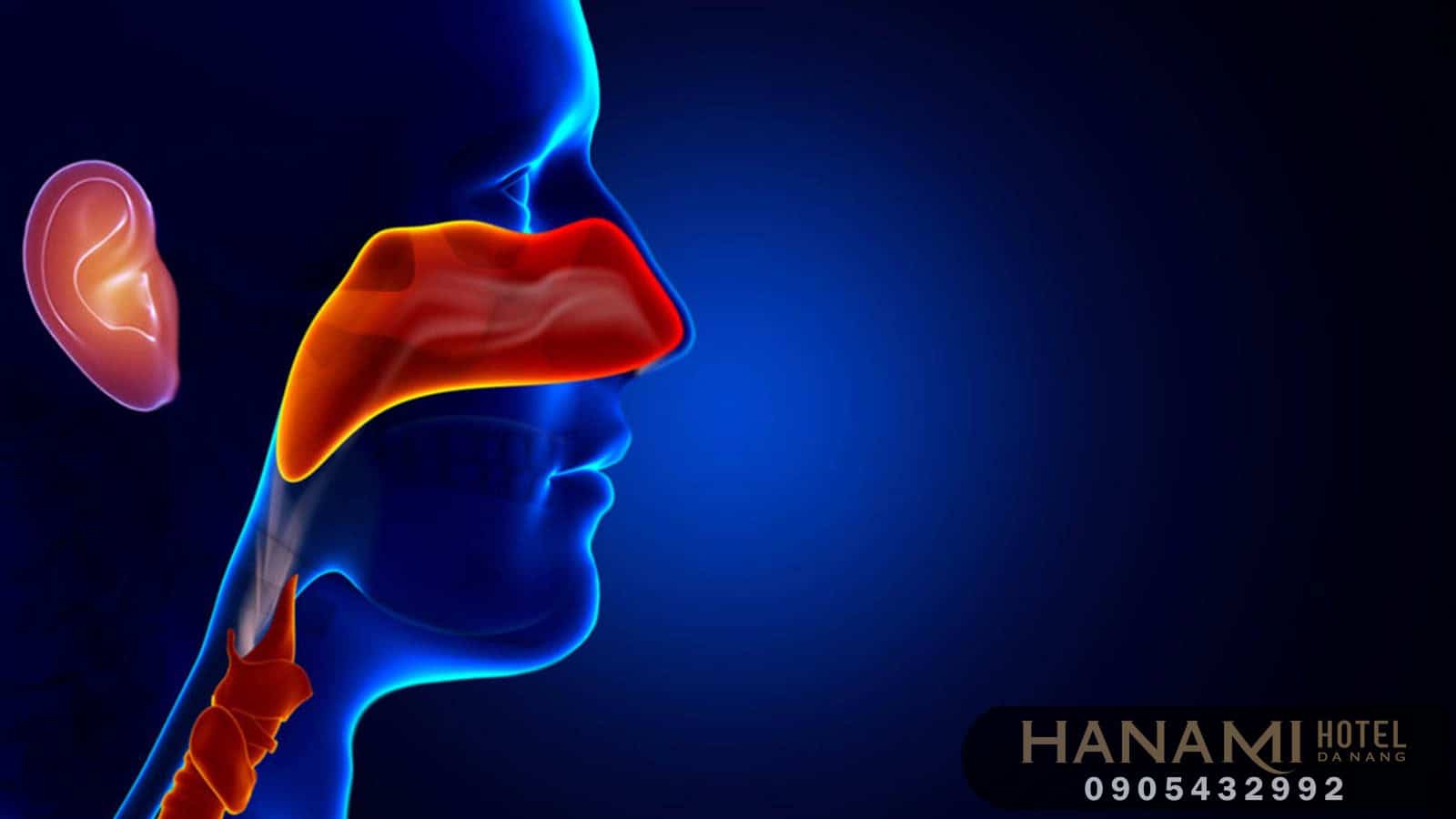 15 phòng khám tai mũi họng uy tín tại Đà Nẵng 11 tai mui hong 1 1