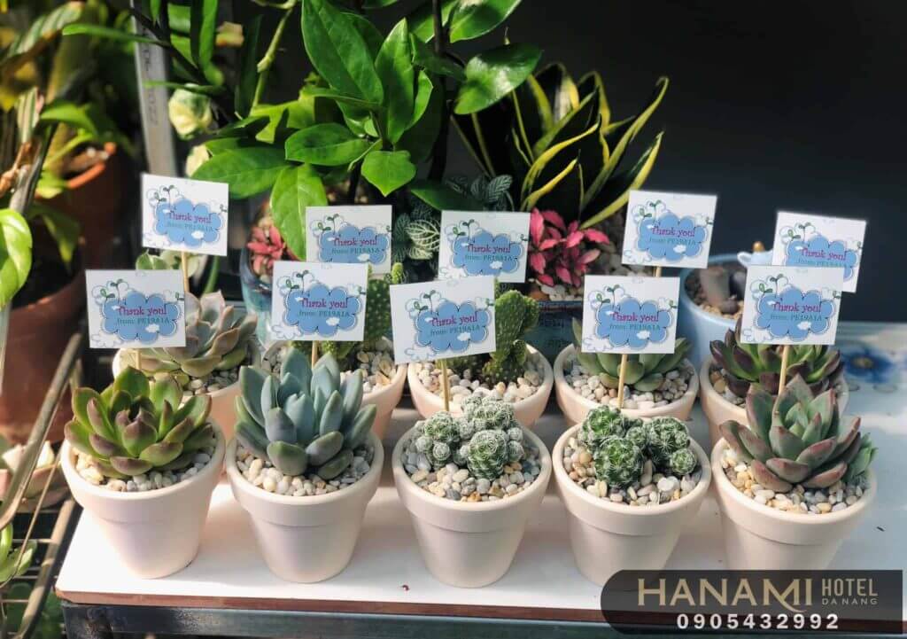 10 địa chỉ bán sen đá Đà Nẵng đẹp, chất lượng nhất 8 địa chỉ bán sen đá Đà Nẵng