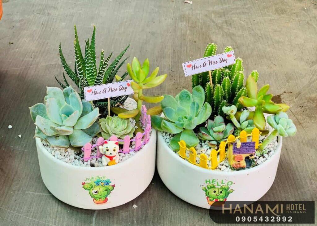 10 địa chỉ bán sen đá Đà Nẵng đẹp, chất lượng nhất 3 địa chỉ bán sen đá Đà Nẵng