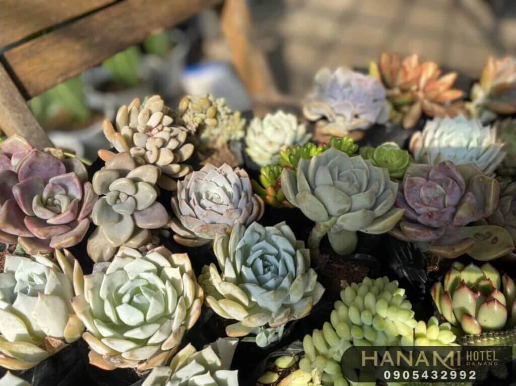 10 địa chỉ bán sen đá Đà Nẵng đẹp, chất lượng nhất 5 địa chỉ bán sen đá Đà Nẵng