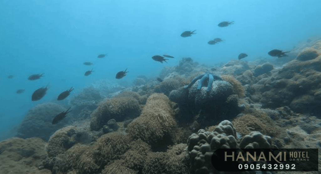 Đảo Ngọc Sơn Trà Đà Nẵng